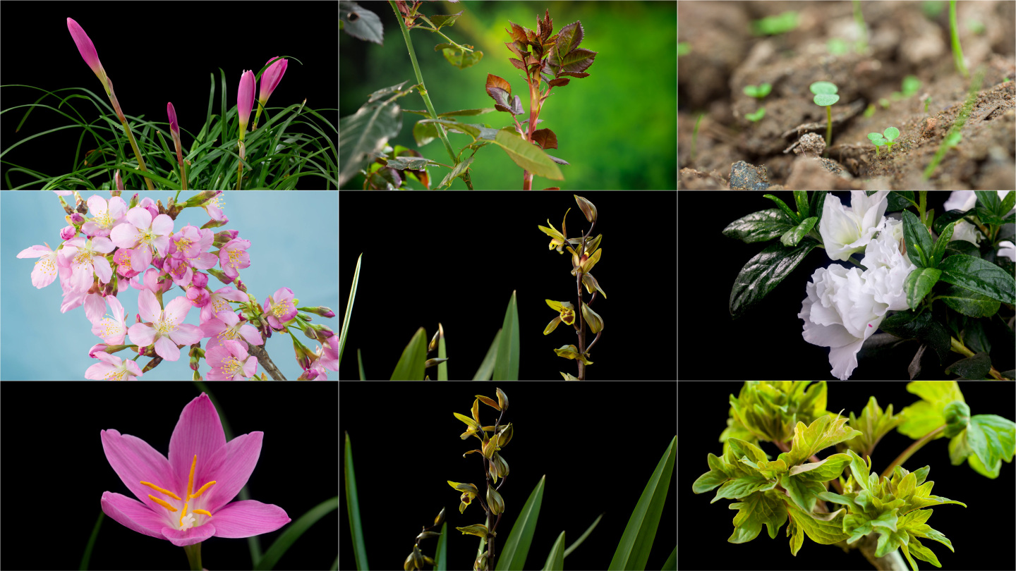 植物生长发芽春暖花开动态延时