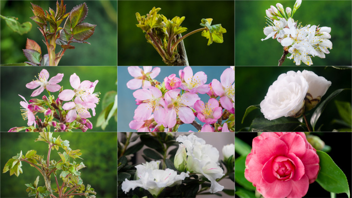 植物生长发芽春暖花开动态延时