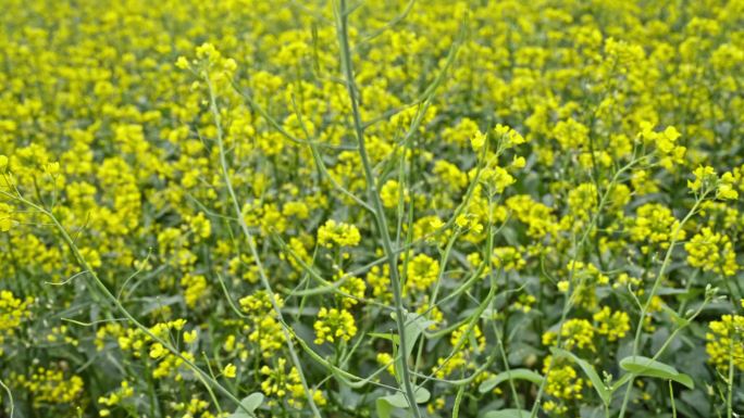 4K实拍广东韶关黄色菜花盛开迎客旅游打卡