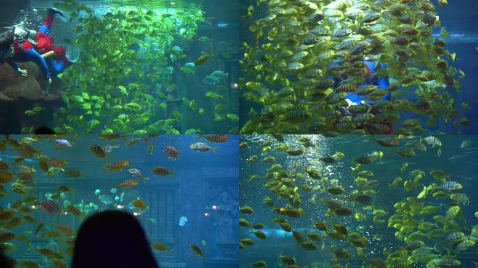 海洋馆海底世界金色鱼群表演
