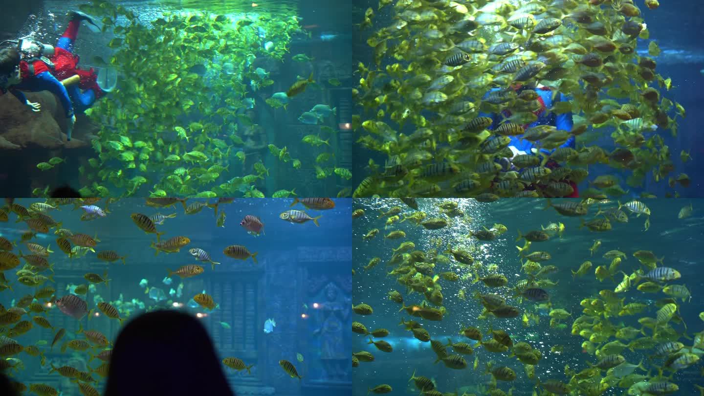 海洋馆海底世界金色鱼群表演