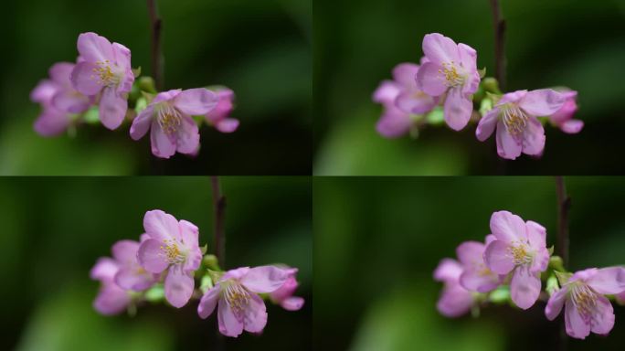 粉色樱花早樱