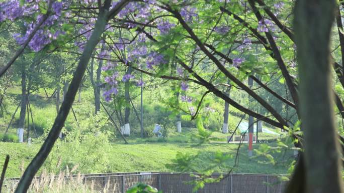 蓝花楹 四川卫视 桂溪生态公园 写字楼