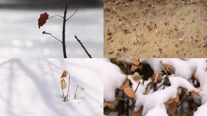 4k 雪地树叶