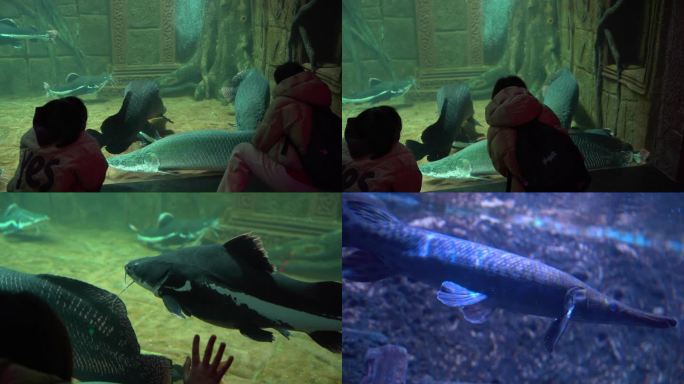 海洋馆海底世界母女在看巨骨舌鱼