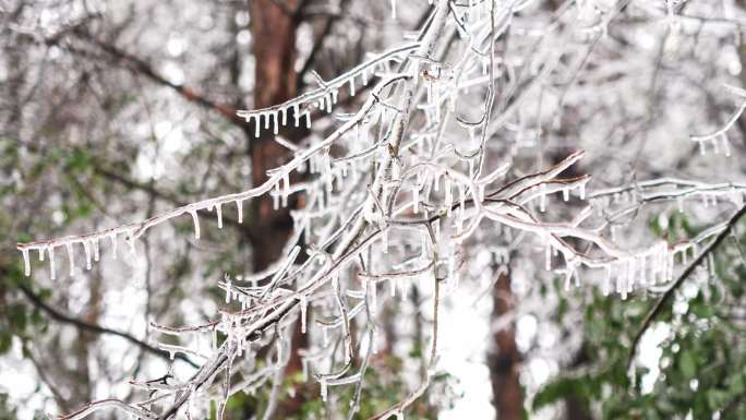 冰雪融化冻雪消融万物复苏