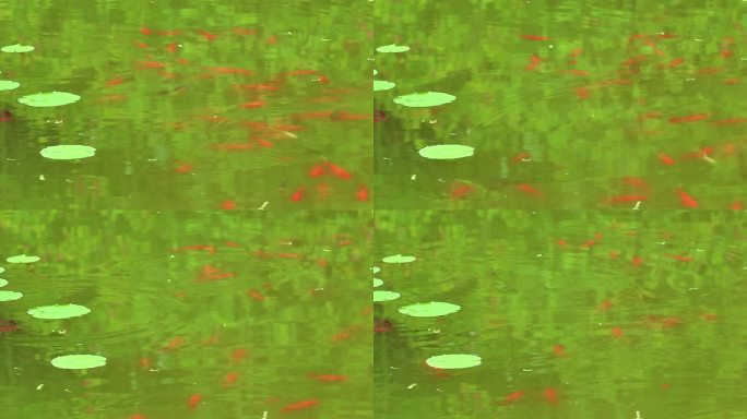 夏日莲花池塘游动的红色小鱼