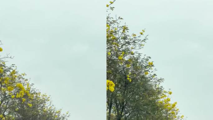 黄风铃花