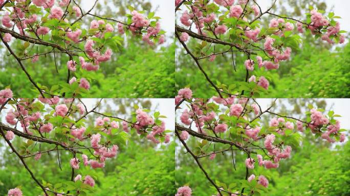 春分时节盛开的日本晚樱