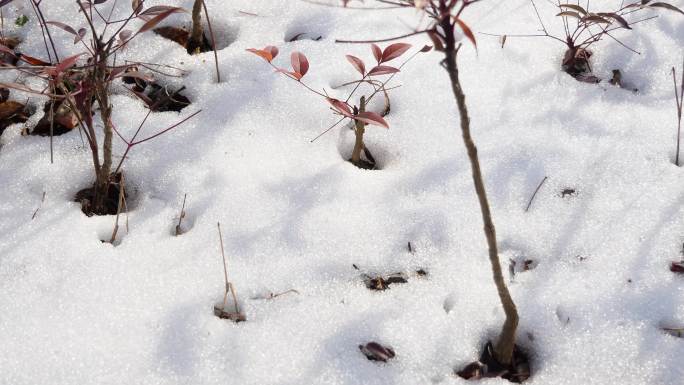 雪 化雪 延时 春天 冰雪消融 雪融化