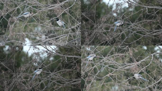 喜鹊雪地行走觅食喜鹊在树枝上