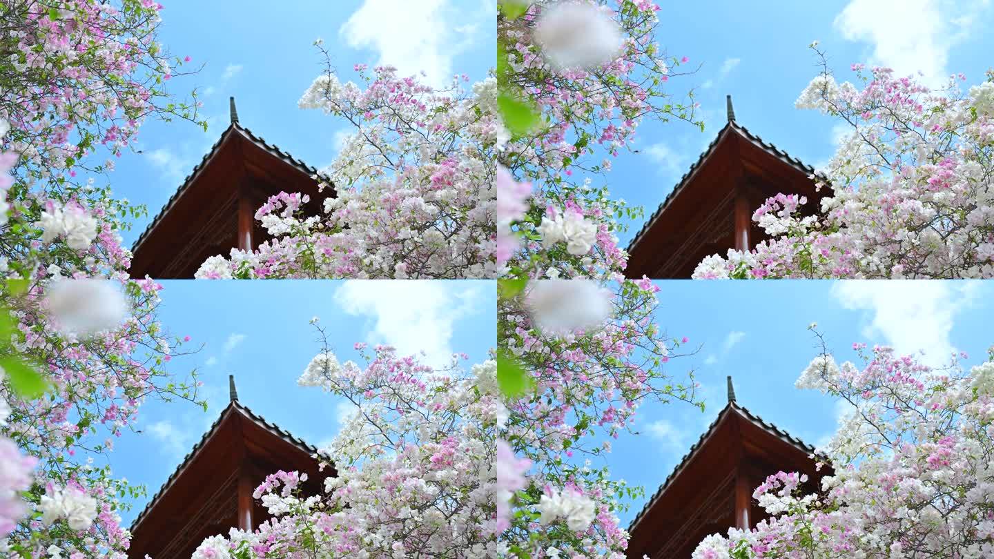 海南陵水南湾花镇春季盛放五颜六色的三角梅