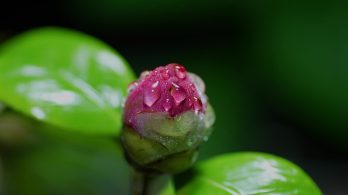 山茶花含苞欲放