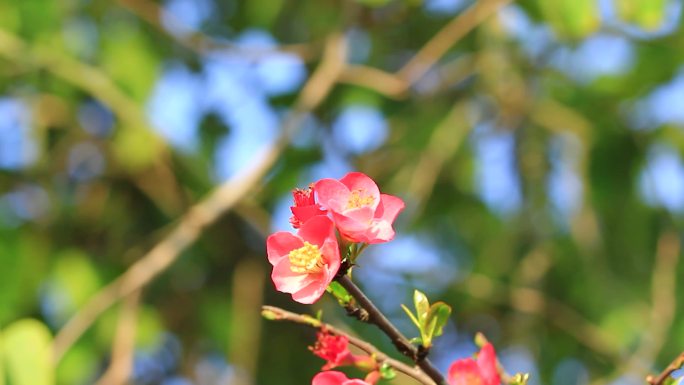 蜜蜂在春天的海棠花上采花粉