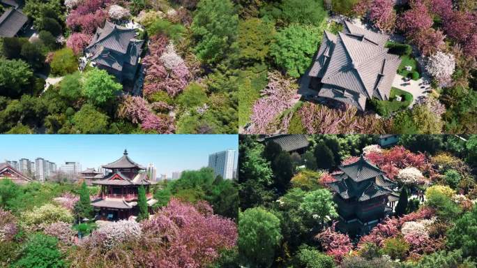 西安春天青龙寺樱花