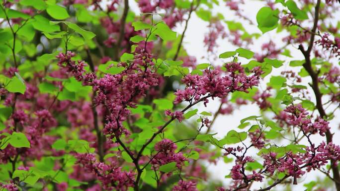 春天盛开的一串串的紫荆