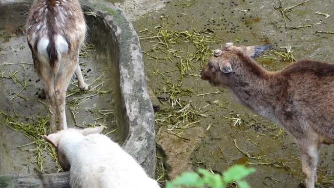 重庆九龙坡动物园实拍视频