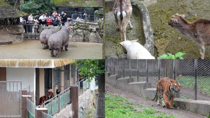 重庆九龙坡动物园实拍视频