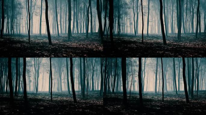 令人不安的薄雾在日落时改变了森林的面貌。