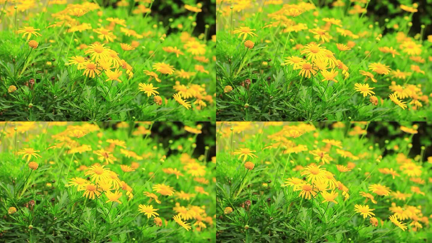 黄金菊，黄色鲜花，满画幅