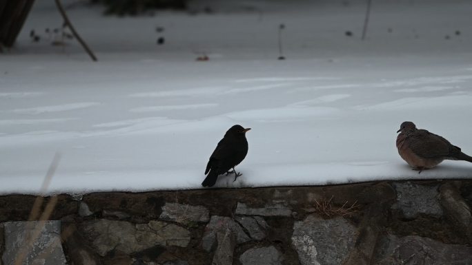 乌鸫乌鸫鸟在雪地觅食和雪地斑鸠在一起