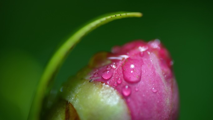 山茶花含苞欲放