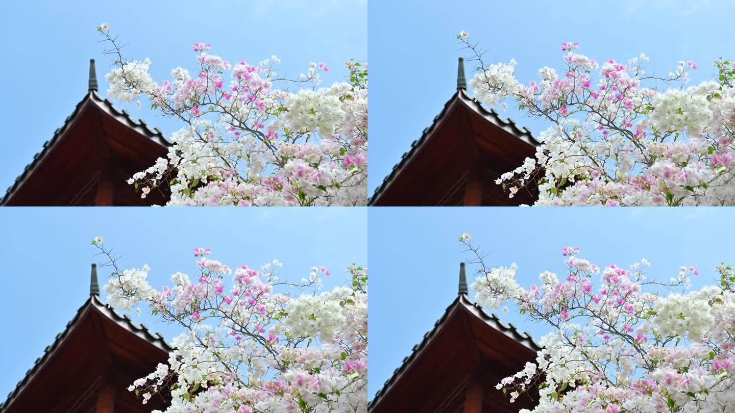 海南陵水南湾花镇春季盛放五颜六色的三角梅