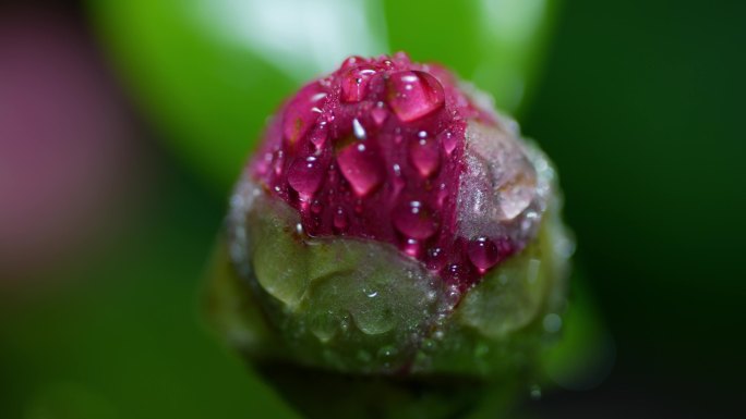 山茶花含苞欲放