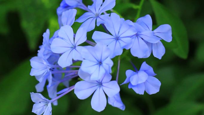 蓝色小花蓝花丹特写片段