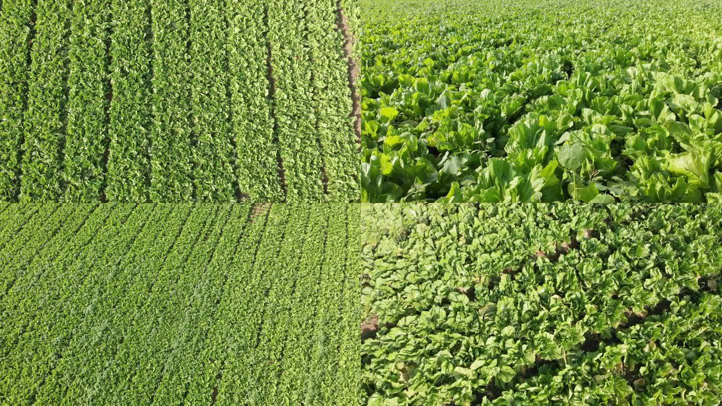 蔬菜种植基地航拍