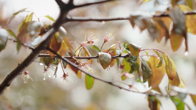 春雨中的南方树枝绿叶特写