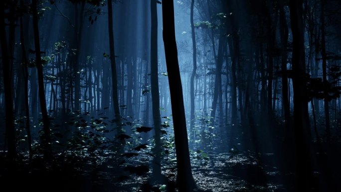 月光下的森林营造出宁静的夜间气氛。