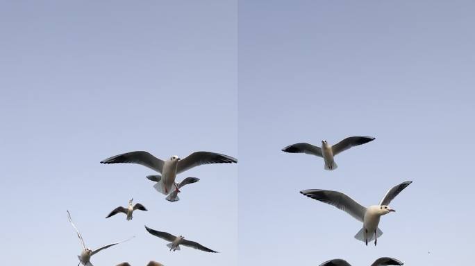 海鸥空中自由飞翔