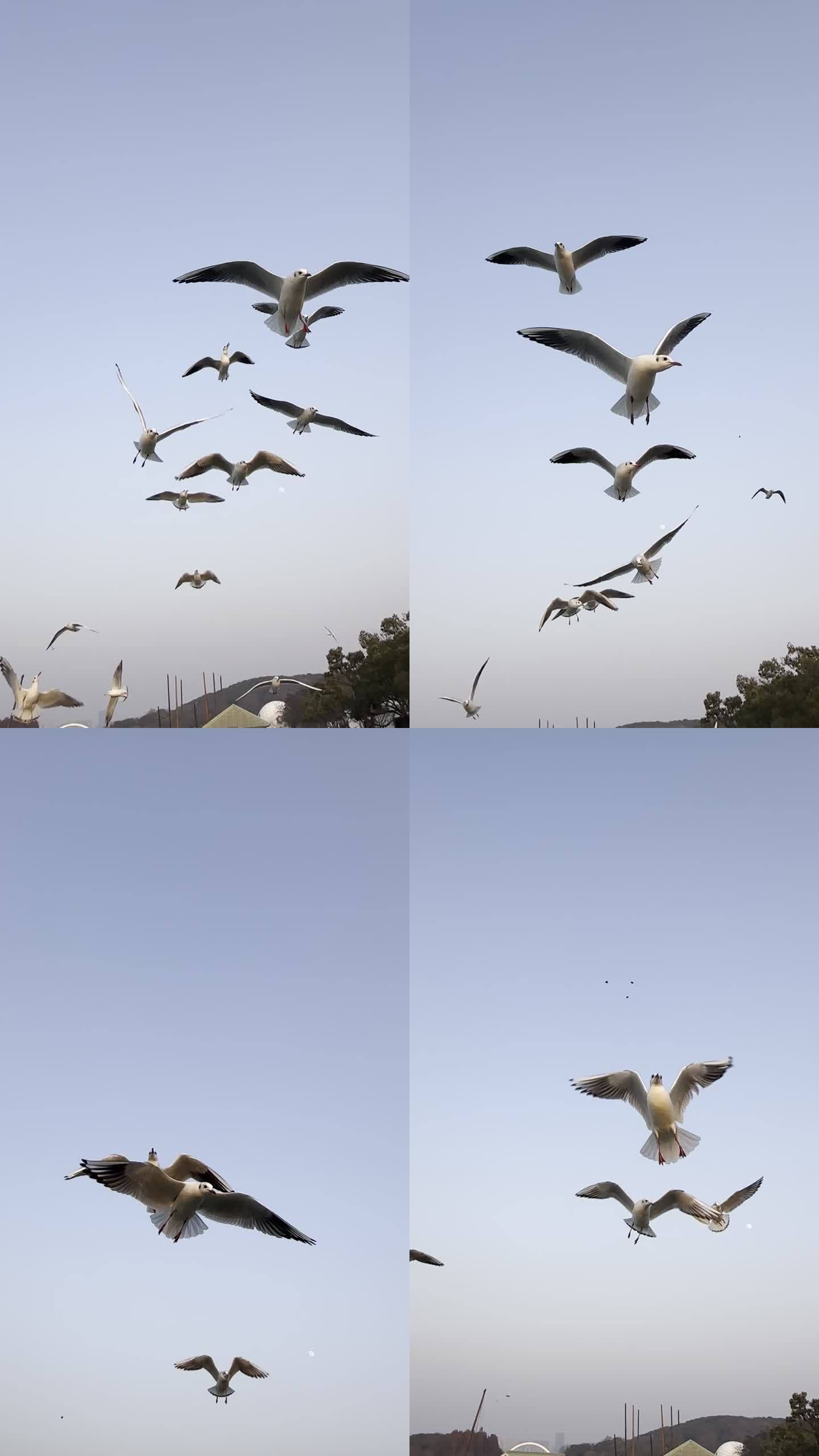 海鸥空中自由飞翔