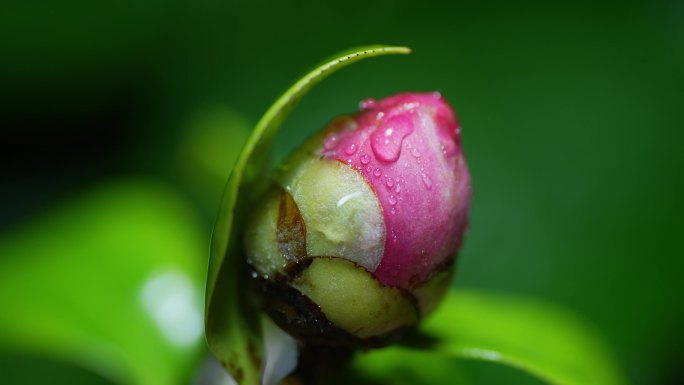 山茶花含苞欲放