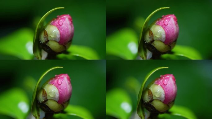 山茶花含苞欲放