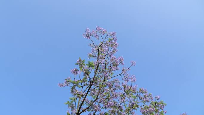 蓝花楹 四川卫视 桂溪生态公园 写字楼