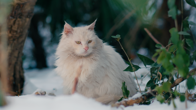 【原创实拍】雪地里觅食的猫咪