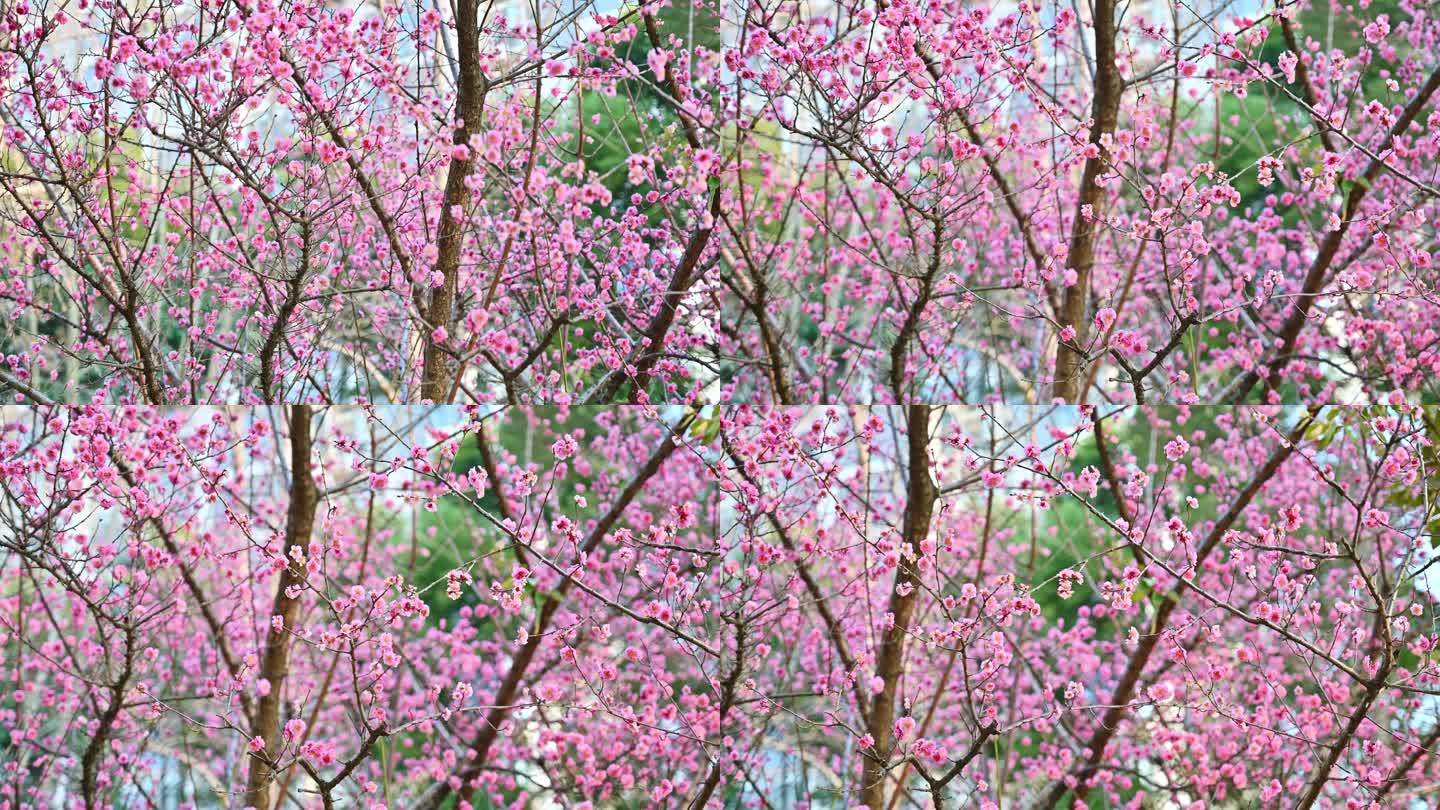 四川成都望江楼春季梅花雨