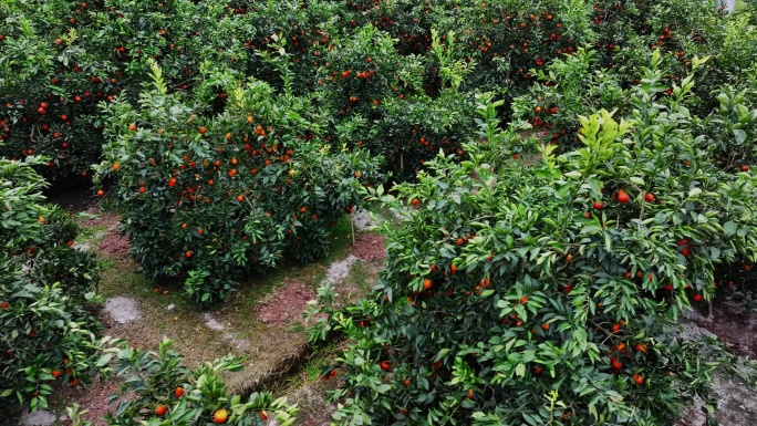 农村农民果园血橙成熟航拍