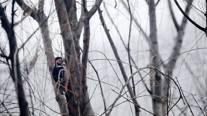 下雪天正在进食的大斑啄木鸟