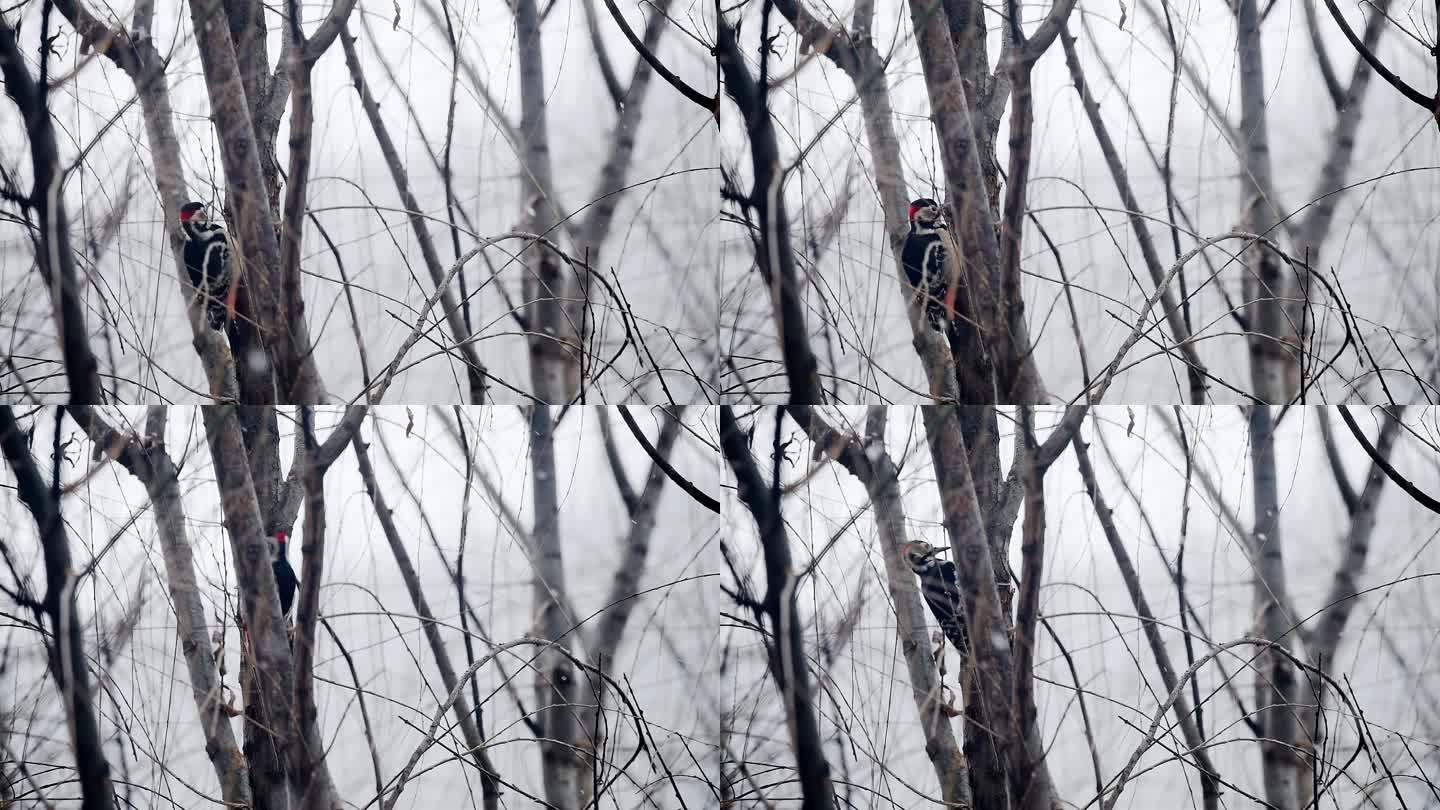 下雪天正在进食的大斑啄木鸟