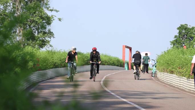 蓝花楹 四川卫视 桂溪生态公园 森林