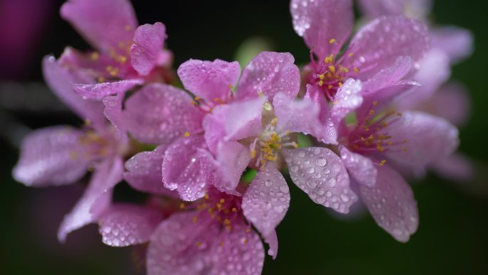 粉色樱花早樱