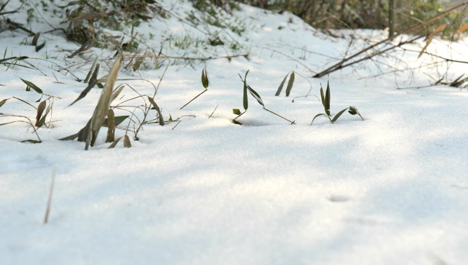 竹林雪景实拍