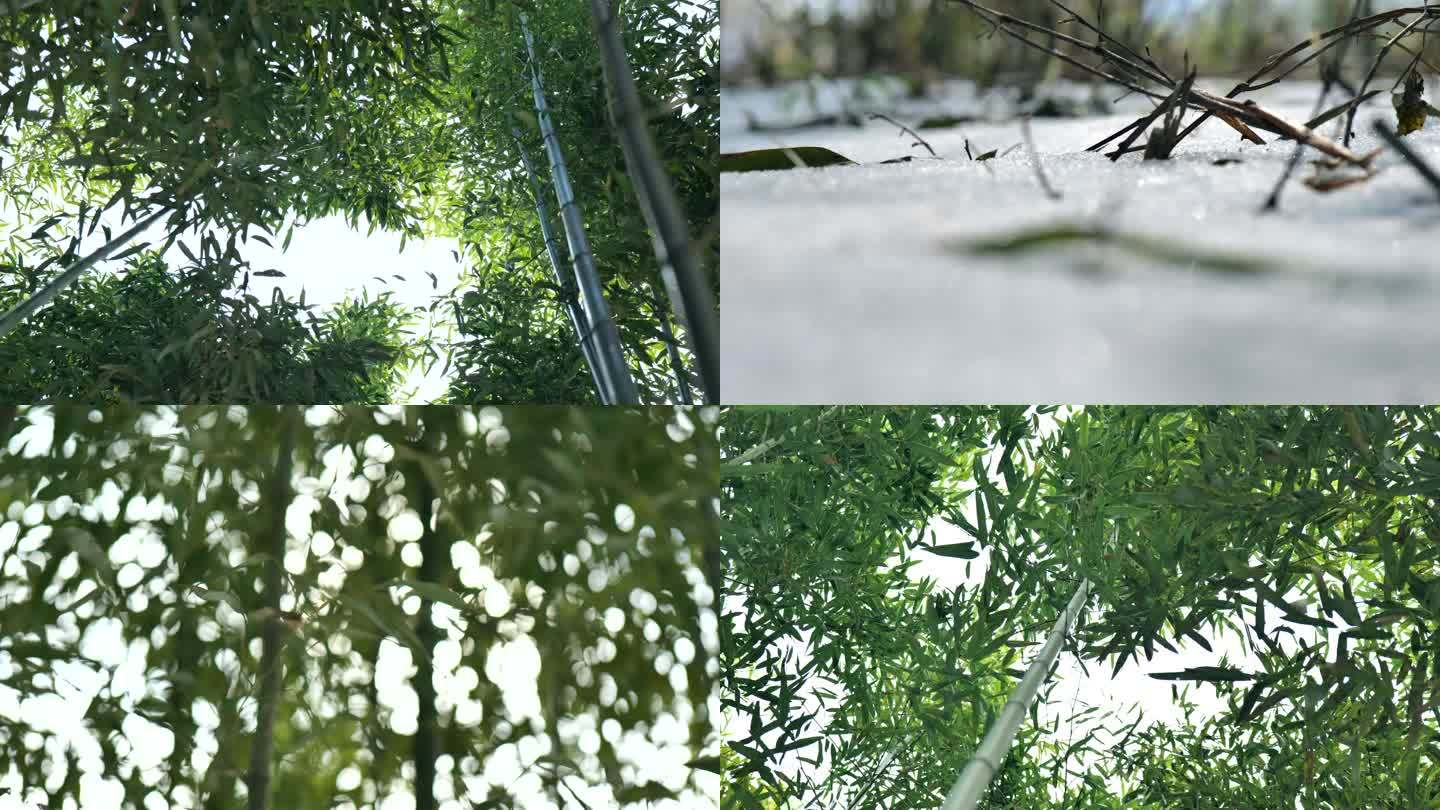 竹林雪景实拍