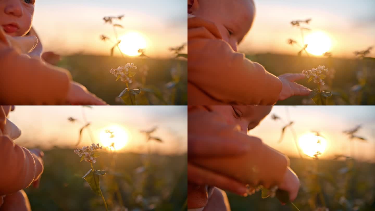 日落时分，可爱的小男孩和妈妈坐在空地上对着天空抚摸花朵的镜头