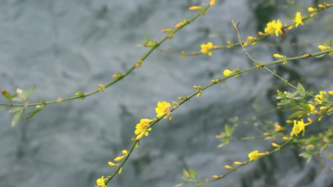 春天的迎春花枝条开满黄色小花