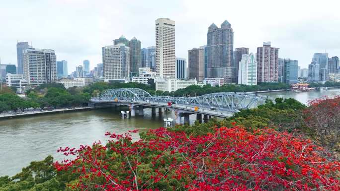 广州海珠桥解放桥木棉花