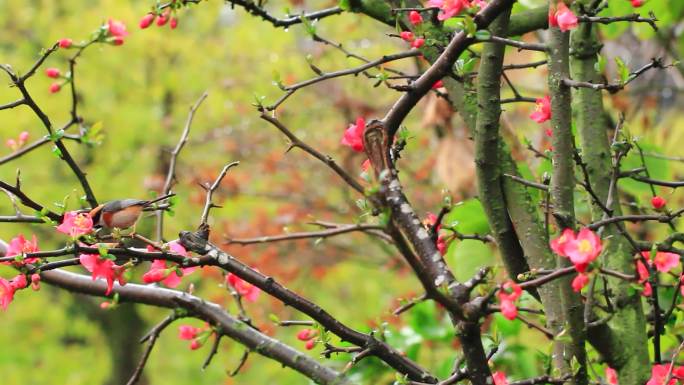 春天盛开的海棠花和枝头的小鸟